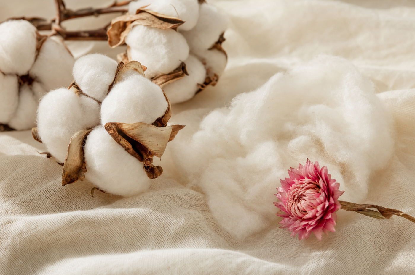 Raw organic cotton bolls and soft cotton fibers